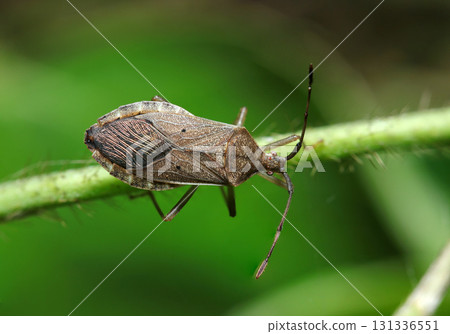 Close-up of an adult star-bellied stink bug resting on a stem (outdoor field insect macro photography) Close-up of an adult star-bellied stink bug resting on a stem (outdoor field insect macro photography) 131336551