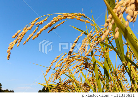 Fruit rice straw and blue sky Fruit rice straw and blue sky 131336631