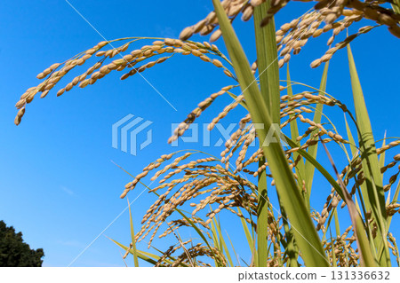 Fruit rice straw and blue sky Fruit rice straw and blue sky 131336632