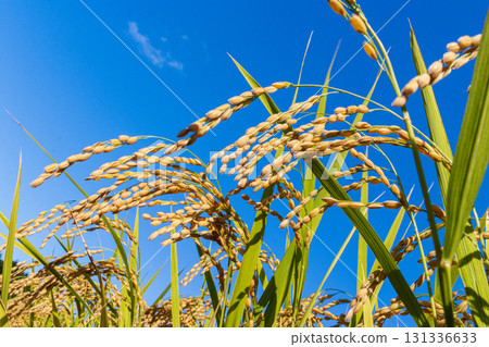 Fruit rice straw and blue sky Fruit rice straw and blue sky 131336633
