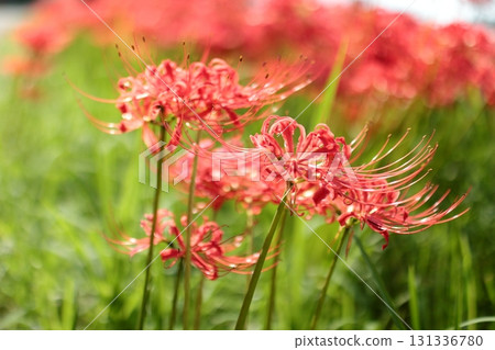 Cluster amaryllis blooming in autumn field 131336780
