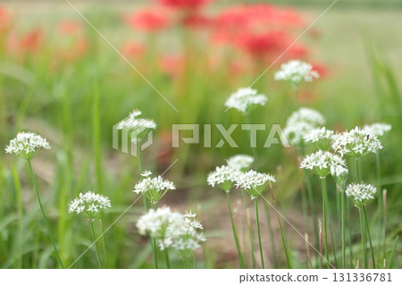 Red spider lilies and white leek flowers 131336781