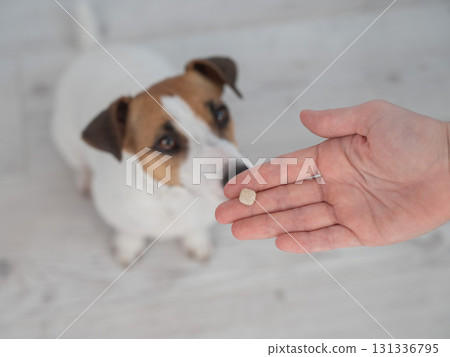 The owner hands the Jack Russell Terrier a pill. The owner hands the Jack Russell Terrier a pill. 131336795