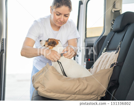 The owner fastens the Jack Russell Terrier dog with a seat belt. The owner fastens the Jack Russell Terrier dog with a seat belt. 131336802