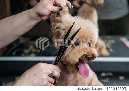 Groomer grooming a chocolate mini poodle.  131336805