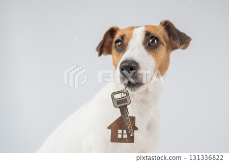 Jack Russell Terrier Dog Holding House Keys.  131336822