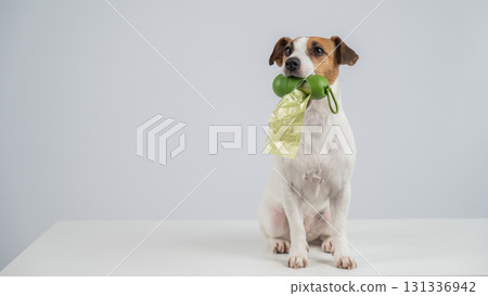 Jack Russell Terrier dog holding container with dog waste bag. Jack Russell Terrier dog holding container with dog waste bag. 131336942