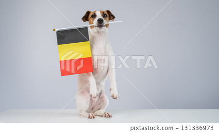 Jack Russell Terrier dog holding a Belgian flag on a white background. Jack Russell Terrier dog holding a Belgian flag on a white background. 131336973