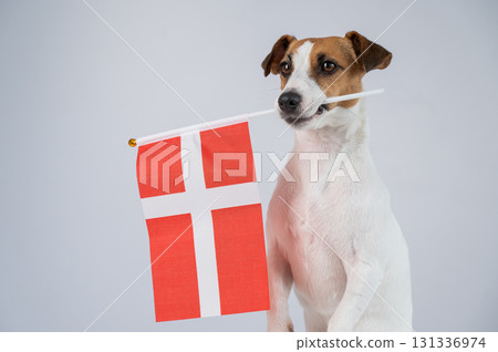 Jack Russell Terrier dog holding a Danish flag on a white background.  131336974