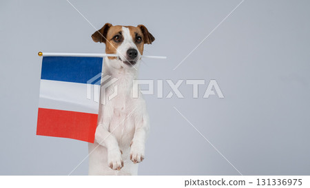 Jack Russell Terrier dog holding a French flag on a white background. Jack Russell Terrier dog holding a French flag on a white background. 131336975