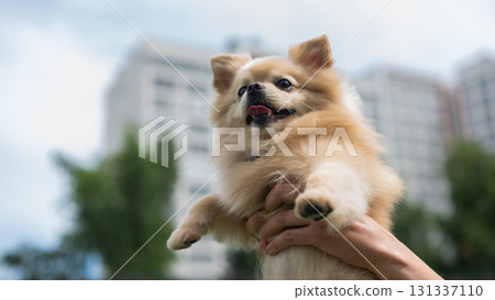 Cute Pomeranian on a walk. Cute Pomeranian on a walk. 131337110