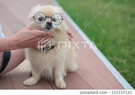 Cute Pomeranian with glasses on a walk. 131337132