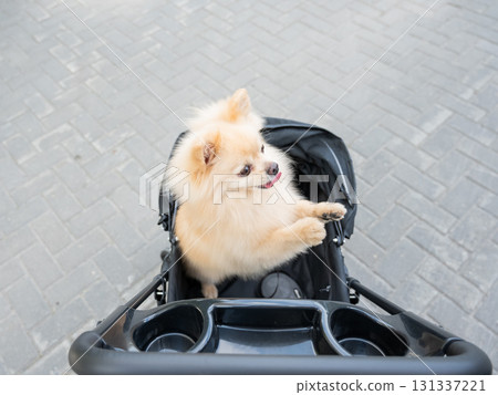 Cute spitz dog in pet stroller outdoors. Cute spitz dog in pet stroller outdoors. 131337221
