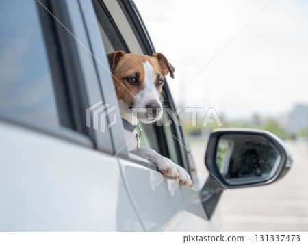 Jack Russell Terrier dog looking out of car window.  131337473