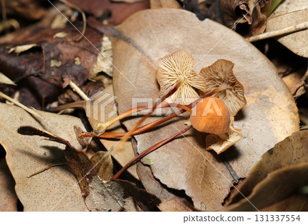 A small orange or cream-colored specimen of the genus Caprifoliaceae growing on fallen leaves (macrophotography of natural subfungal mushrooms) 131337554