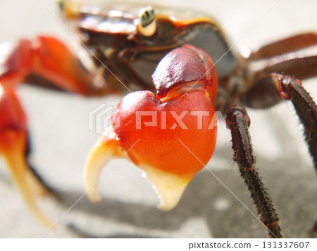 紅爪蟹沼澤 紅爪蟹沼澤 131337607