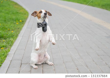 Playful Dog Holding Waste Bag on a Path.  131337664