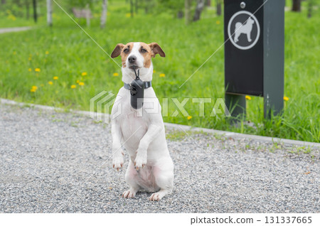Adorable Dog with Waste Bag Ready for a Walk. Adorable Dog with Waste Bag Ready for a Walk. 131337665