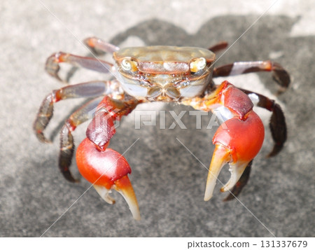 紅爪蟹沼澤 紅爪蟹沼澤 131337679