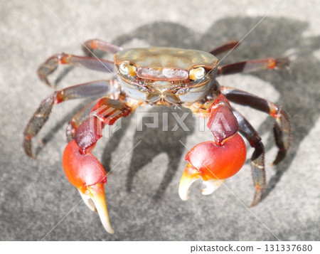 紅爪蟹沼澤 紅爪蟹沼澤 131337680