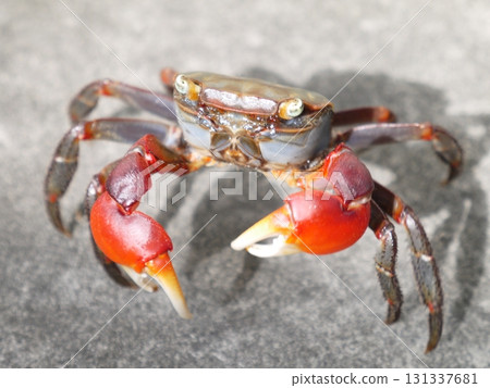 紅爪蟹沼澤 131337681