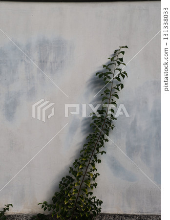Plants near the wall 131338033