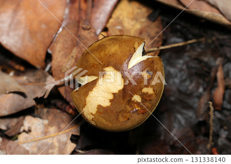 The cap of a small bolete mushroom that has split during growth (macro photography of the fungus kingdom in its natural environment) The cap of a small bolete mushroom that has split during growth (macro photography of the fungus kingdom in its natural environment) 131338140