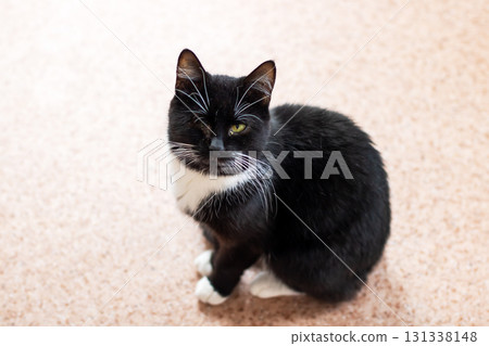 A black and white cat is comfortably sitting on the floor right now 131338148