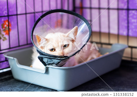 A cat that is wearing a plastic cone is sitting inside a litter box A cat that is wearing a plastic cone is sitting inside a litter box 131338152