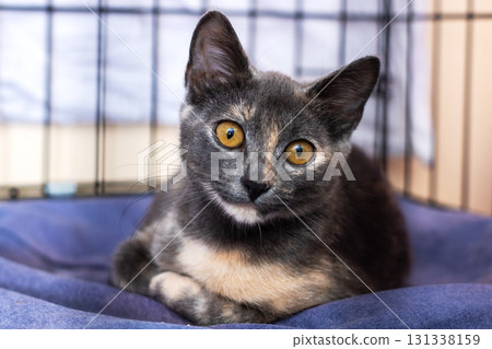 A lovely cat with yellow eyes is laying on a soft blue blanket 131338159
