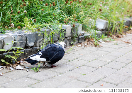 A striking black and white pigeon is standing on a brick sidewalk A striking black and white pigeon is standing on a brick sidewalk 131338175