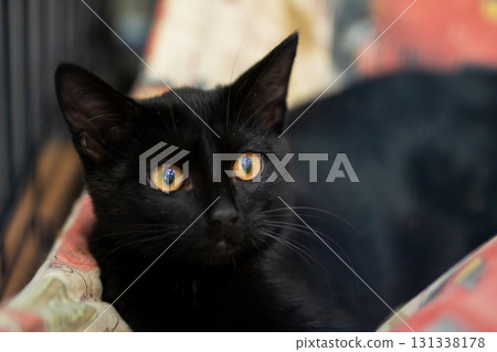 A striking closeup image of a black cat showcasing its bright yellow eyes 131338178