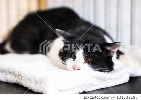 A black and white cat is peacefully sleeping on a white towel 131338185