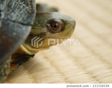 Yaeyama turtle 131338194