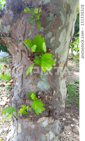 Trunk of a plane tree with young leaves growing in an autumn park (close-up) 131338328