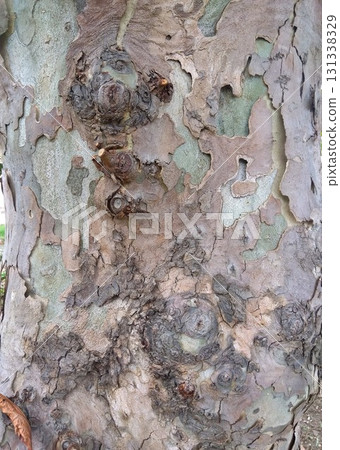 Plane tree trunk in autumn park (close-up) Plane tree trunk in autumn park (close-up) 131338329