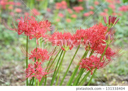 Clusters of red spider lilies Clusters of red spider lilies 131338404