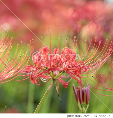 美麗的蜘蛛百合成簇生長 美麗的蜘蛛百合成簇生長 131338406