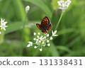 A red-winged silver butterfly sucking nectar from small white chive flowers blooming in an autumn field 131338431