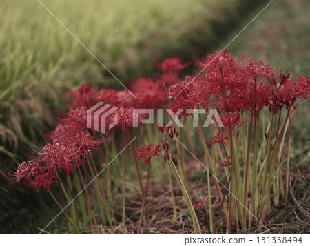 Cluster amaryllis blooming in Takasaki in autumn 131338494