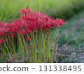 red spider lily 131338495