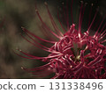 red spider lily 131338496