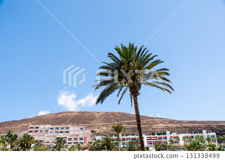 Large palm trees under bright sunlight, a resort hotel and bald mountains visible in the distance, Fuerteventura 131338499
