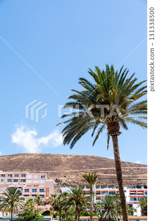 富埃特文圖拉島，陽光明媚，棕櫚樹茂盛，遠處可見度假酒店和光禿禿的山脈 131338500
