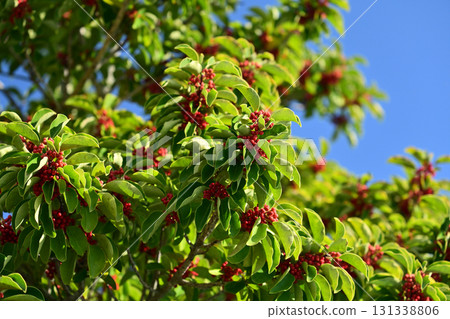 Ilex rotunda (also for lucky charms) 131338806