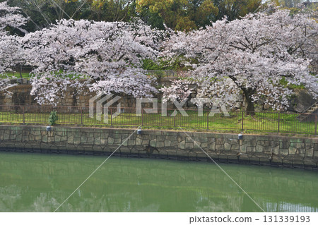Cherry blossoms at Osaka Castle Cherry blossoms at Osaka Castle 131339193