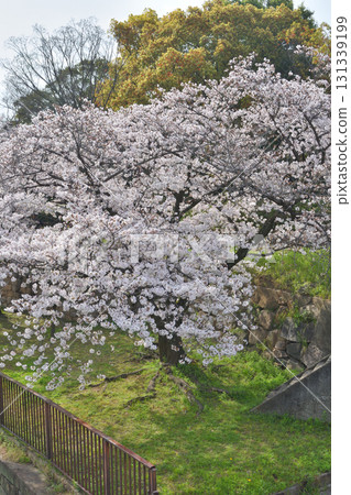 Cherry blossoms at Osaka Castle Cherry blossoms at Osaka Castle 131339199