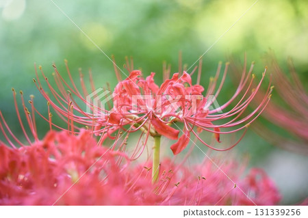 Beautiful red spider lilies blooming in clusters, shining 131339256