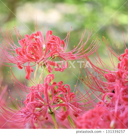 美麗的紅花石蒜一簇簇盛開，閃閃發光 131339257
