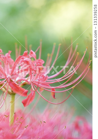 Beautiful red spider lilies blooming in clusters, shining 131339258